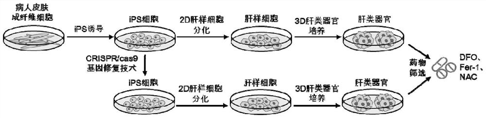 Liver organoid model, establishment method and application thereof, and pharmaceutical composition for treating hepatocyte ferroptosis