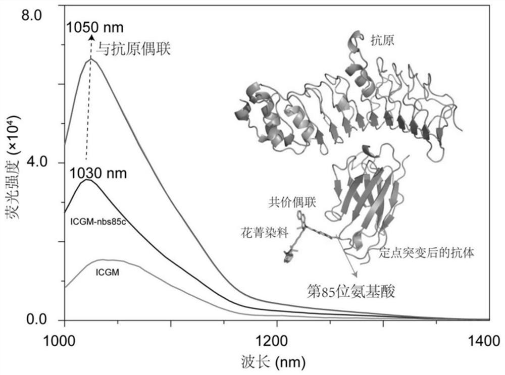 Near-infrared two-window fluorescence immunoprobe as well as preparation method and application thereof