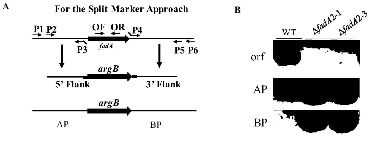 Application of aspergillus flavus pathogenic gene fadA in screening of drugs capable of preventing and treating aspergillus flavus pollution