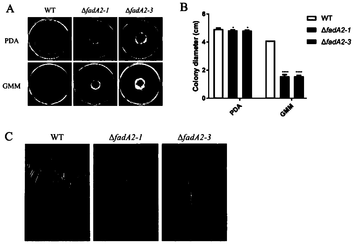 Application of aspergillus flavus pathogenic gene fadA in screening of drugs capable of preventing and treating aspergillus flavus pollution