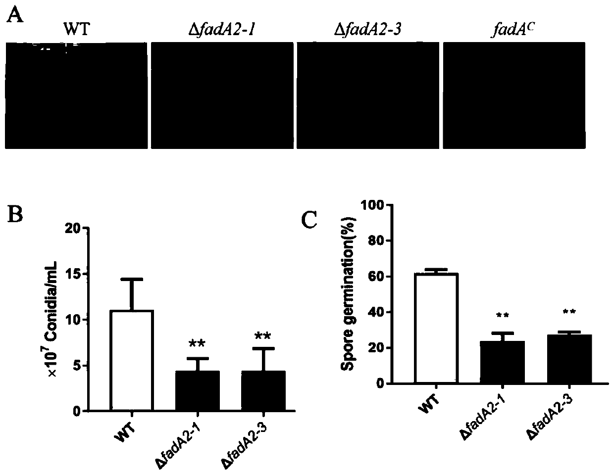 Application of aspergillus flavus pathogenic gene fadA in screening of drugs capable of preventing and treating aspergillus flavus pollution