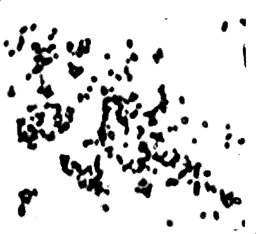 Biological demanganization deferrization functional bacterium