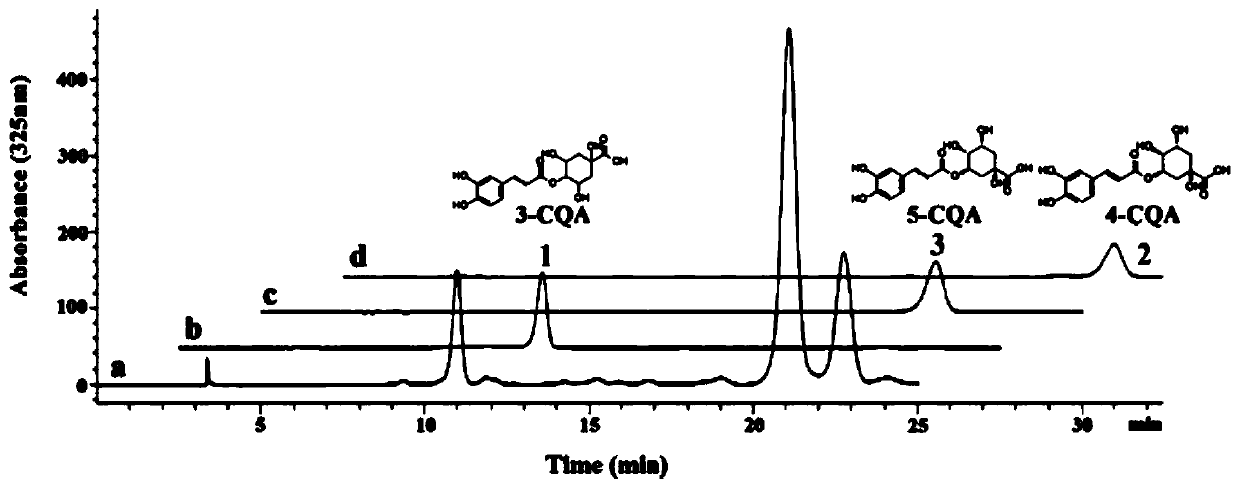 Method for efficiently separating and purifying caffeoylquinic acid isomers from mulberry leaves