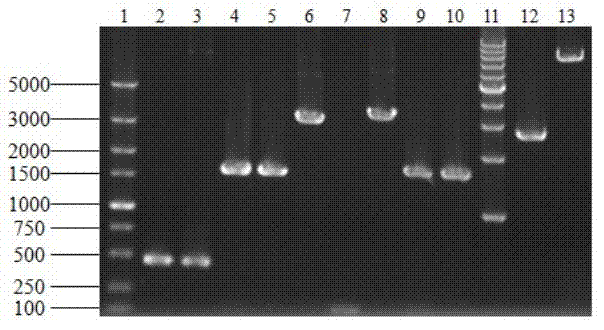 Saccharomyces cerevisiae genetic engineering bacteria with high ester yield and construction method thereof