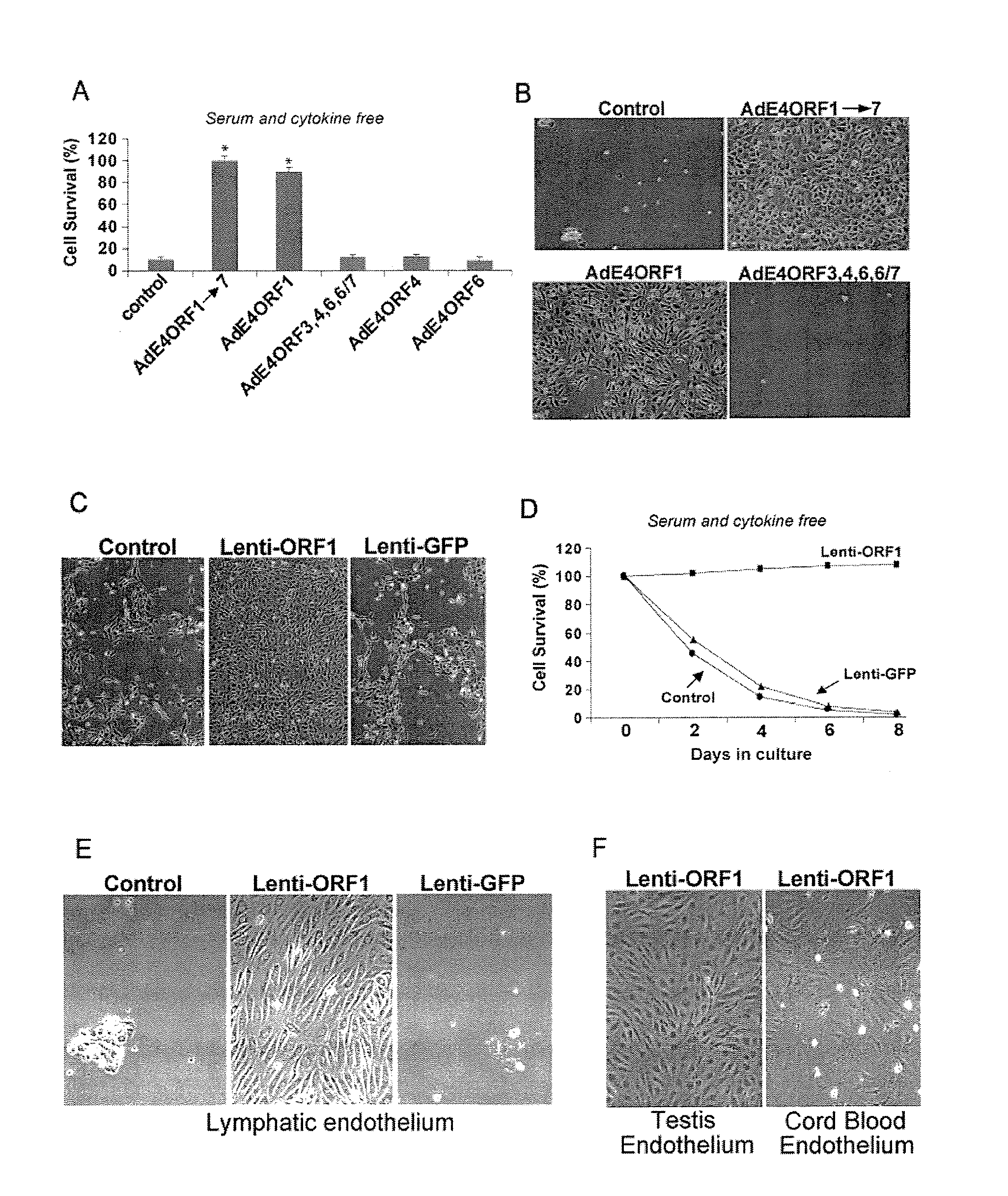 Endothelial cells expressing adenovirus E4ORF1 and methods of use thereof