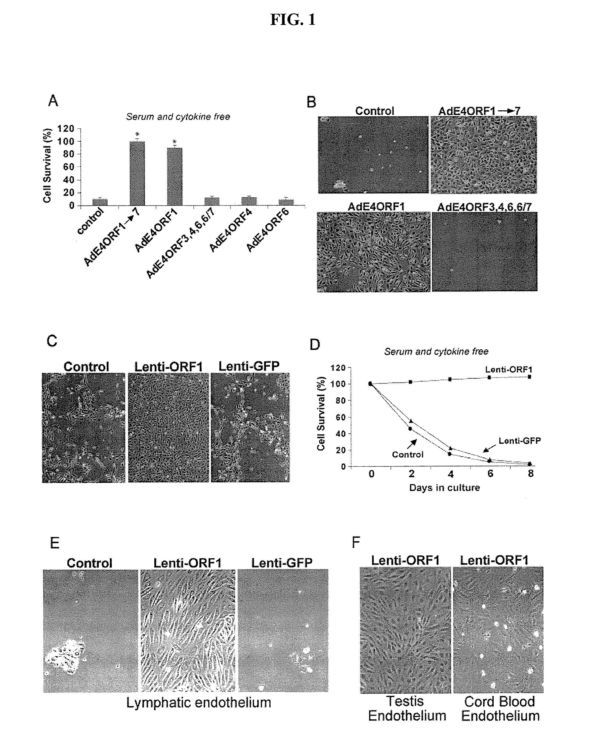 Endothelial cells expressing adenovirus E4ORF1 and methods of use thereof