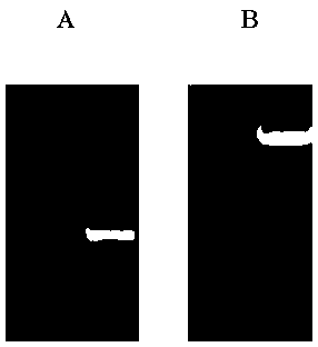 Peanut s-adenosylmethionine synthetase gene ahsams and its protein and application