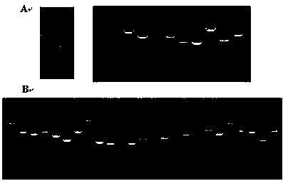 Peanut s-adenosylmethionine synthetase gene ahsams and its protein and application