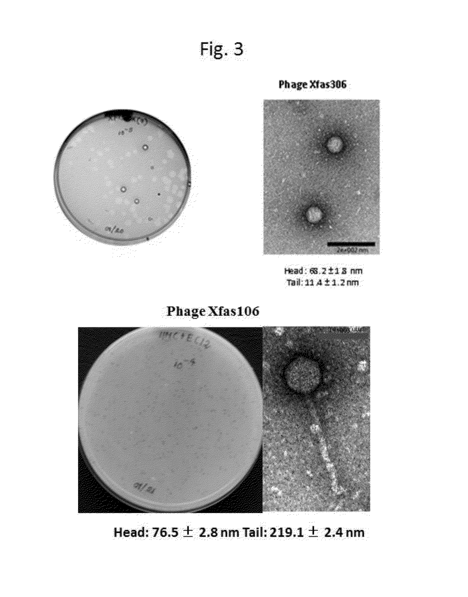 Method for treatment and control of plant disease