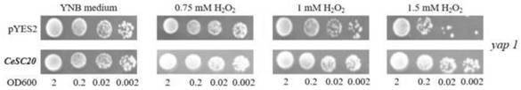 A kind of casuarina gene cesc20 and its application