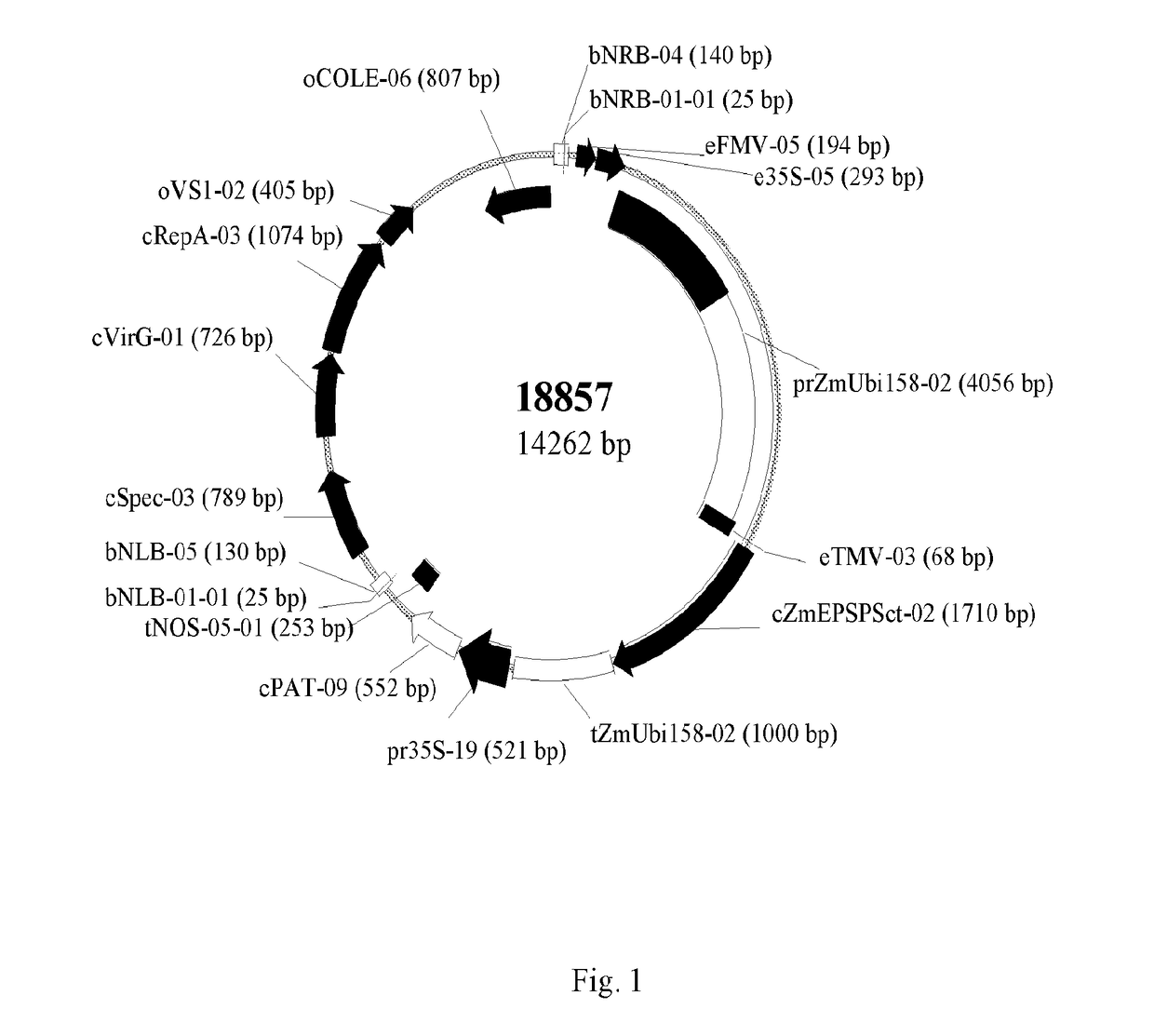 A nucleic acid construct for conferring herbicide tolerance in plants