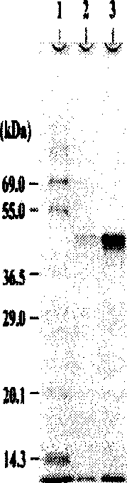 Process for preparing streptoverticillum transglutaminase