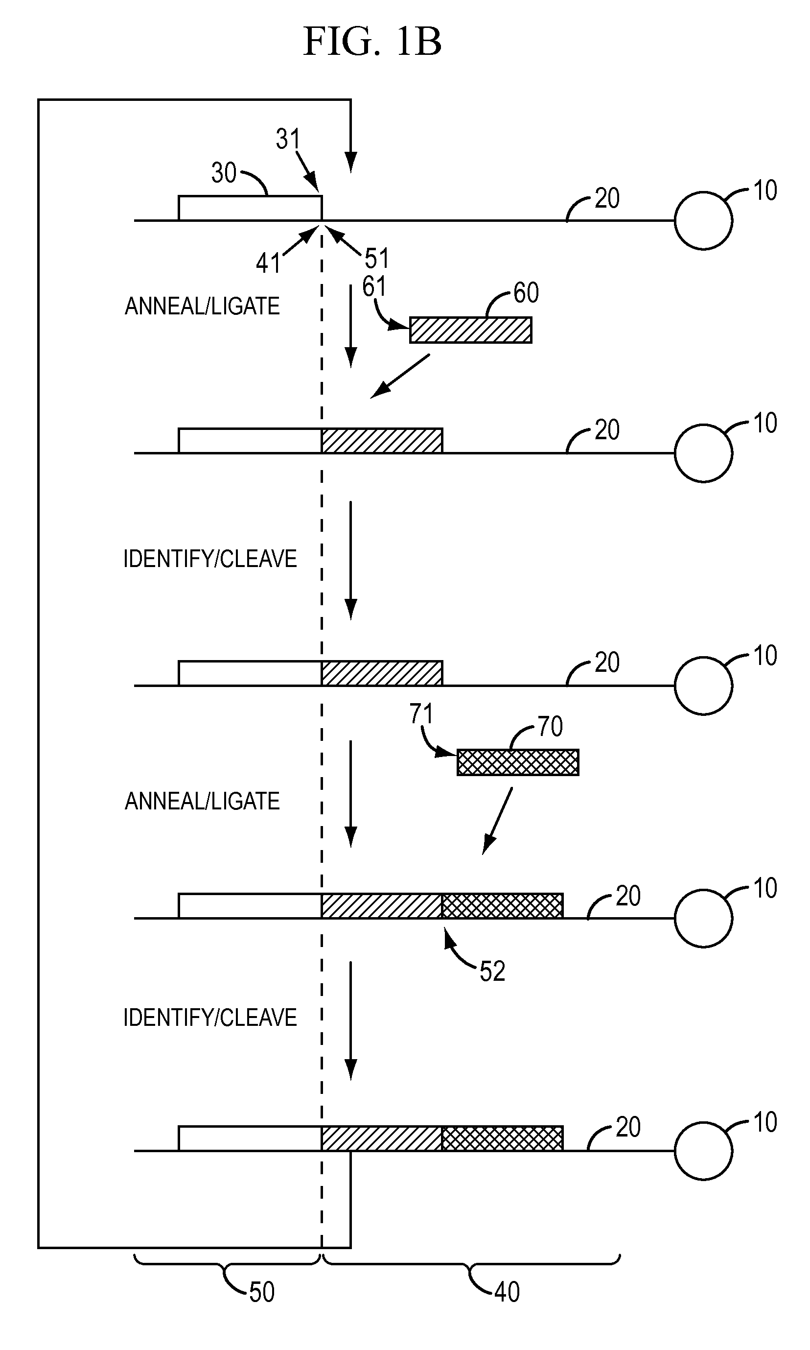 Reagents, methods, and libraries for bead-based sequencing