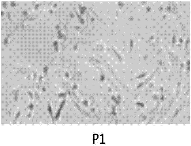 Placenta sub-totipotential stem cell active factor for beauty and skin care and preparation and application thereof