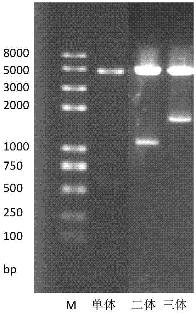 Preparation method of high fluorescence intensity recombinant phycobiliprotein concatermer