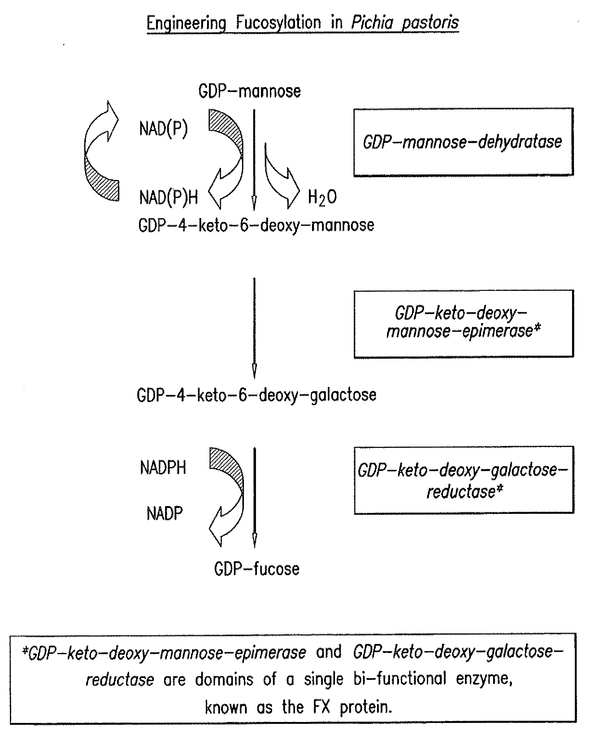 Production of glycoproteins with modified fucosylation