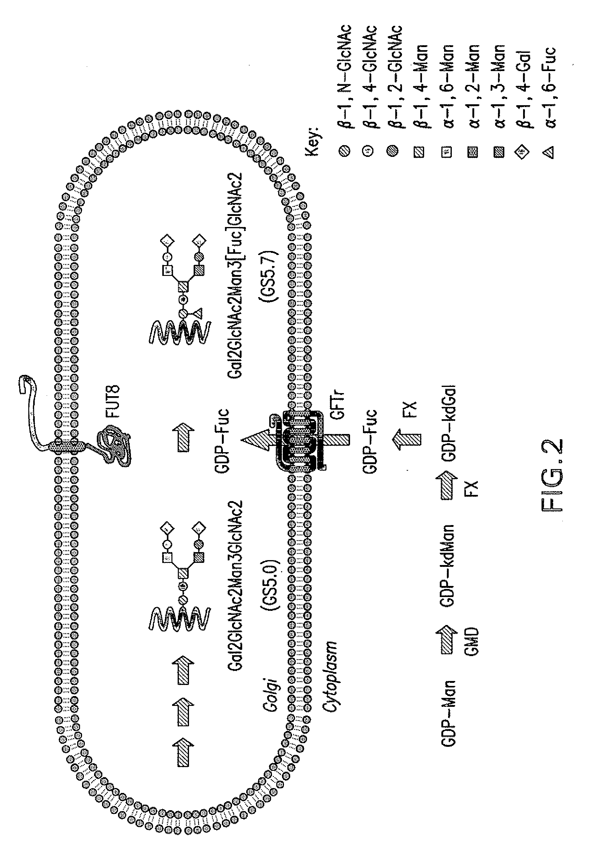 Production of glycoproteins with modified fucosylation