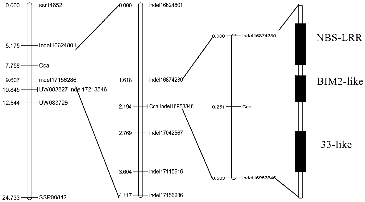 Molecular markers linked to cucumber target spot disease resistance and their special primers and applications