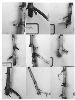 A kind of rhizome cutting propagation method of Yangchunsha