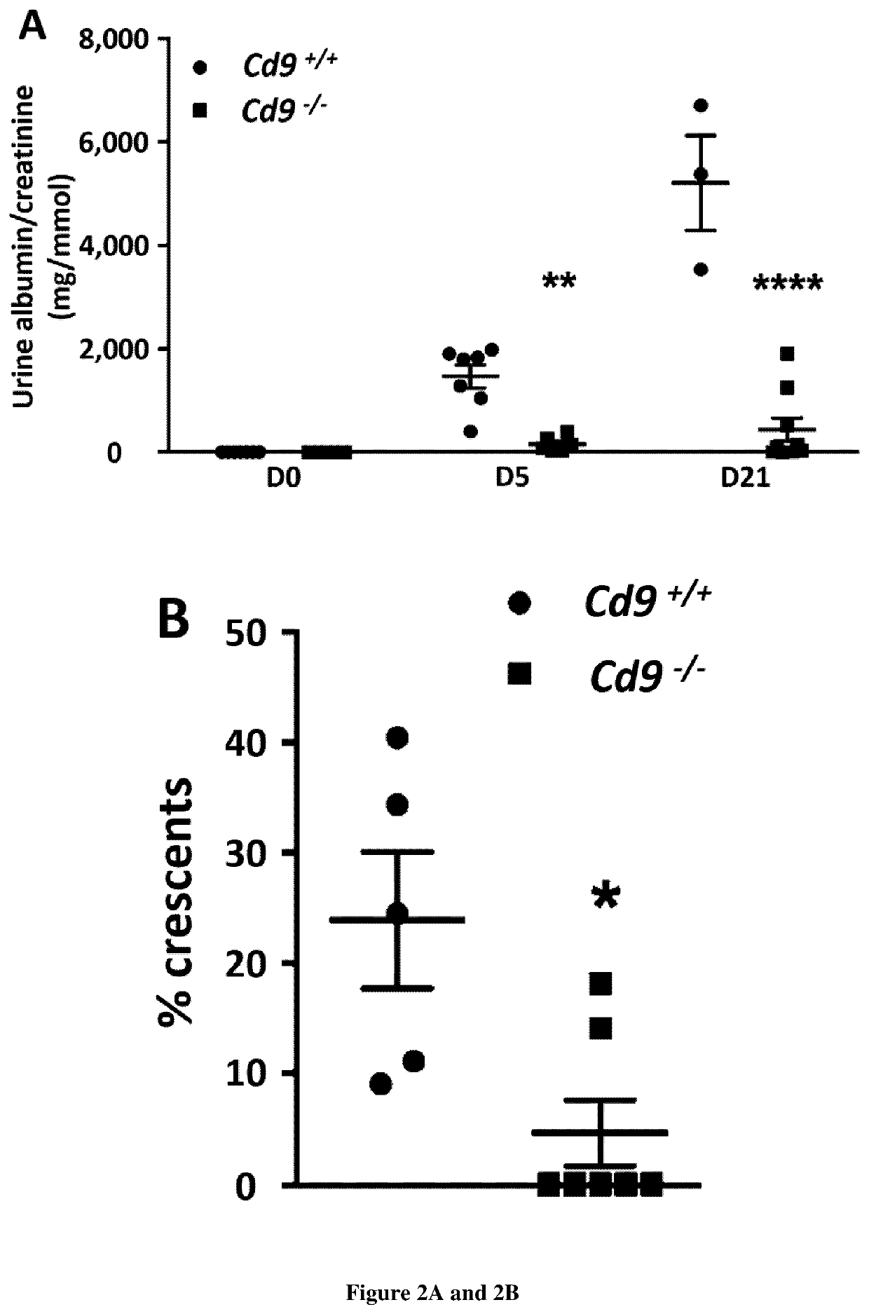 Use of cd9 as a biomarker and as a biotarget in glomerulonephritis or glomerulosclerosis