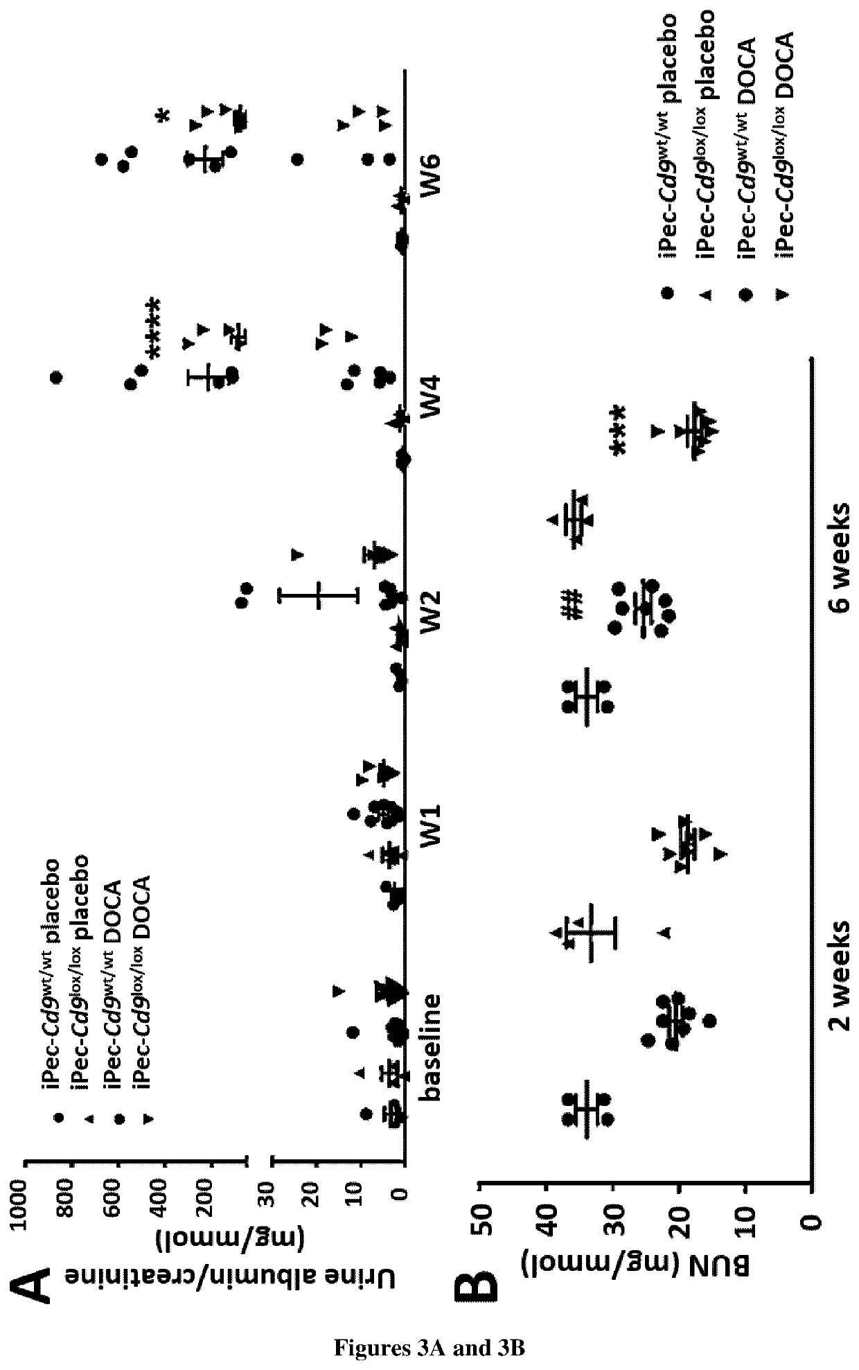 Use of cd9 as a biomarker and as a biotarget in glomerulonephritis or glomerulosclerosis