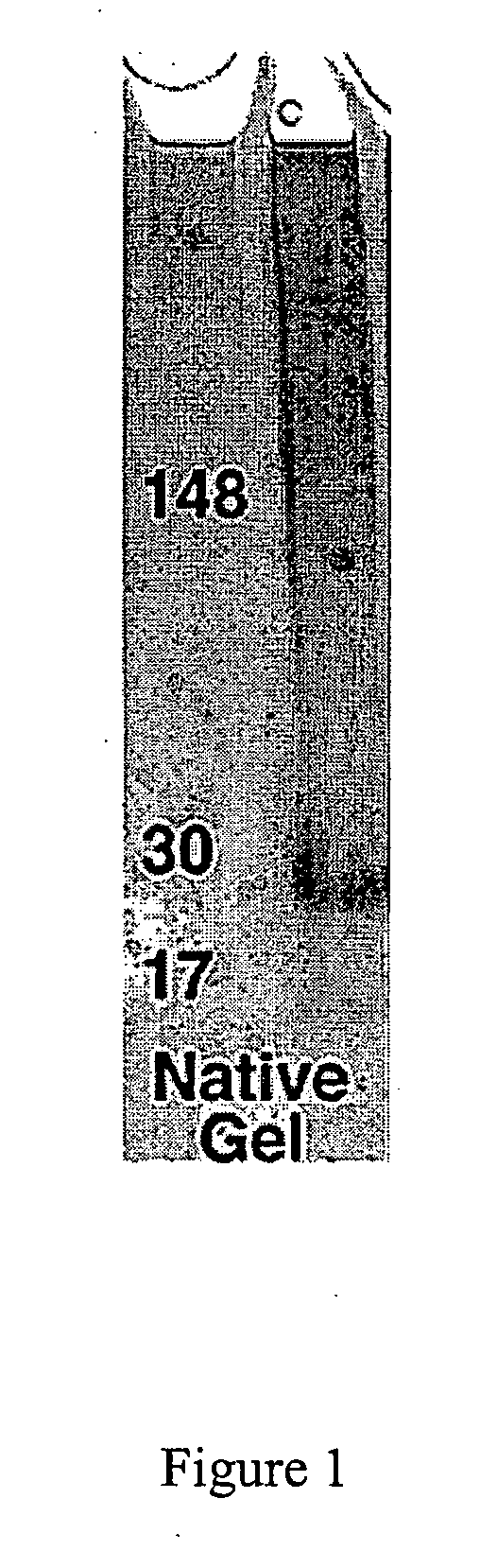 Anti-ADDL antibodies and uses thereof