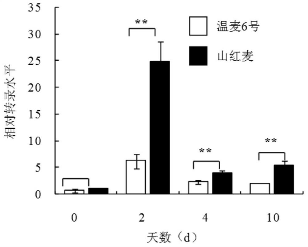 Wheat disease resistance protein taafrk and its related biomaterials and applications