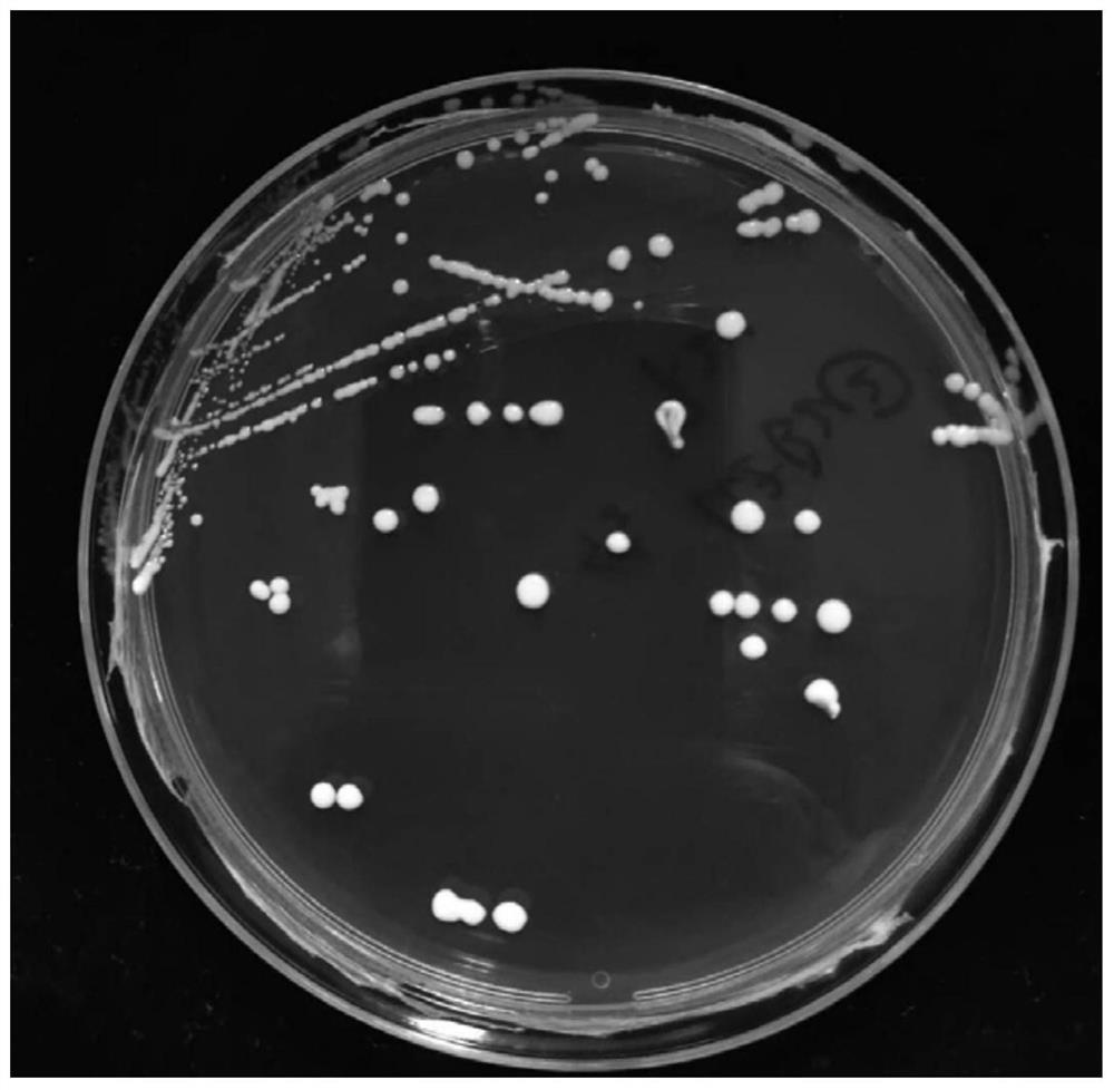Lactobacillus plantarum strain LDVS007 and application thereof