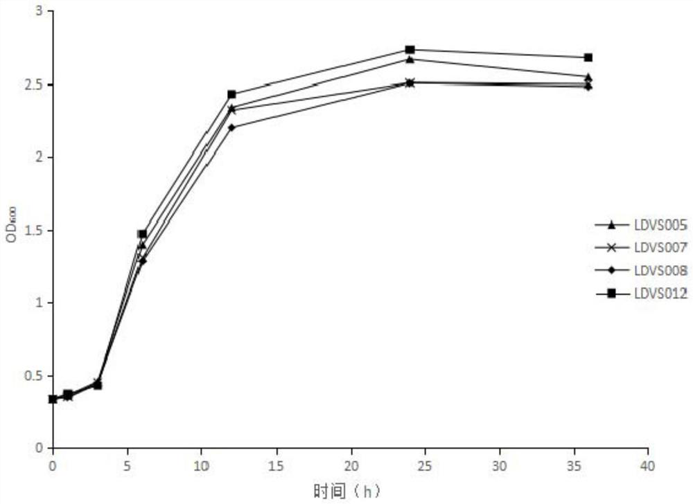 Lactobacillus plantarum strain LDVS007 and application thereof