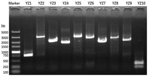 Infectious bronchitis recombinant virus as well as construction method and application thereof