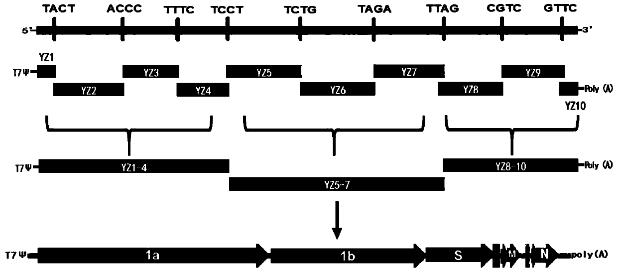 Infectious bronchitis recombinant virus as well as construction method and application thereof