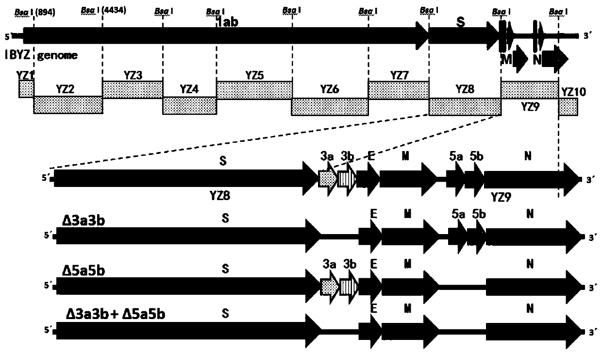 Infectious bronchitis recombinant virus as well as construction method and application thereof