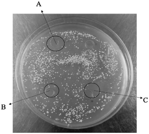 Saccharomycopsis fibuligera with oxidation resistance and skin whitening effect and application of Saccharomycopsis fibuligera