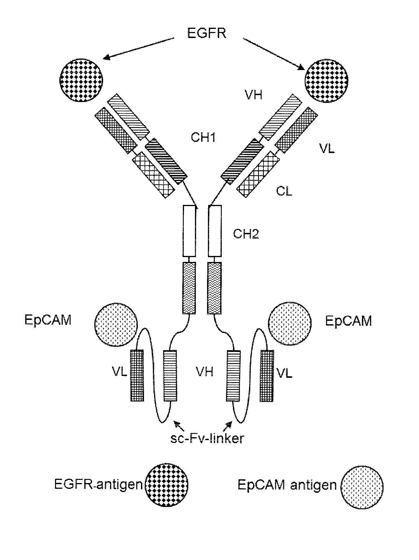 Bispecific antibody molecules with antigen-transfected t-cells and their use in medicine