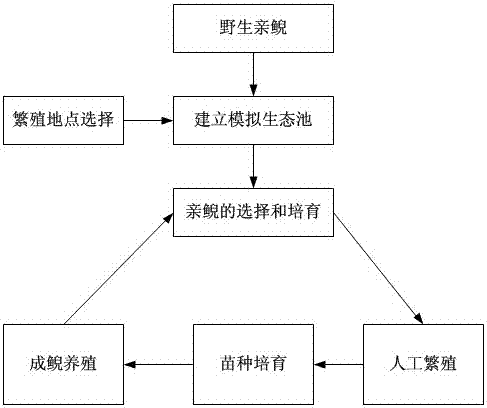 Breeding method of andrias davidianus in simulated ecological mode