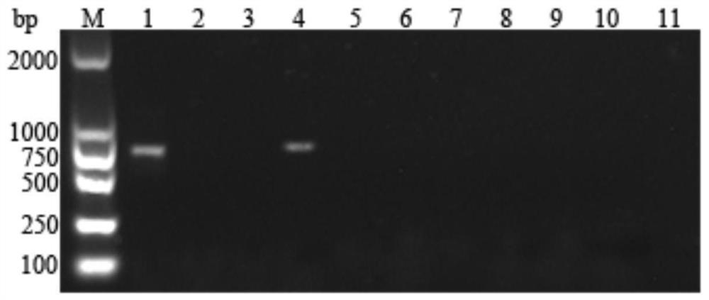 PCR primer pair for detecting pseudomonas fluorescens capable of producing heat-resistant protease in raw milk and application of PCR primer pair