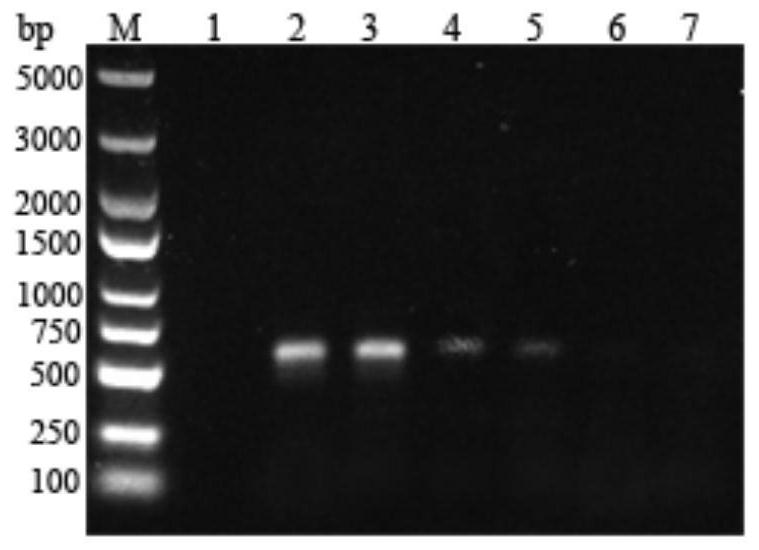 PCR primer pair for detecting pseudomonas fluorescens capable of producing heat-resistant protease in raw milk and application of PCR primer pair