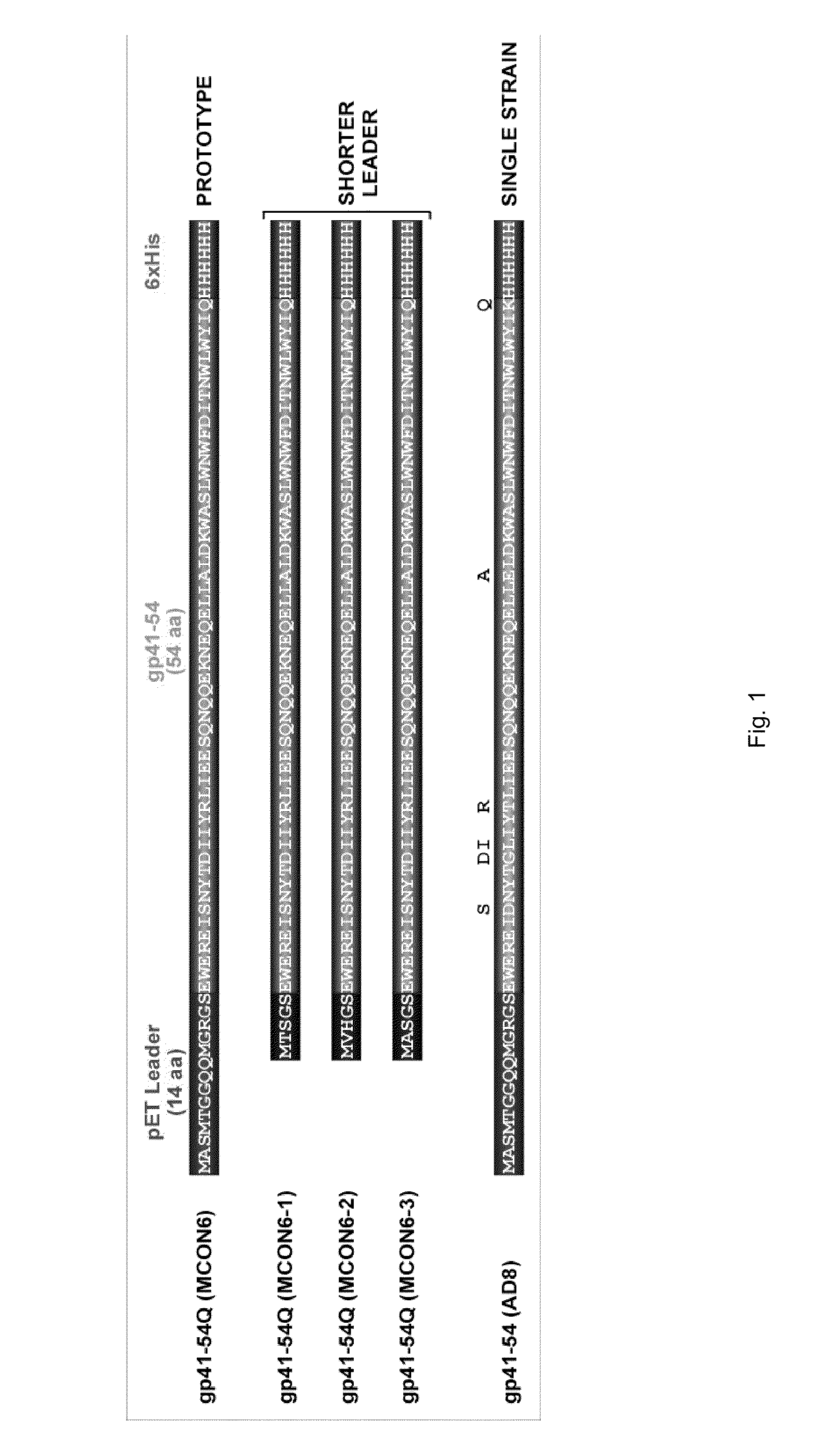 Polypeptides comprising epitopes of HIV gp41 and methods of use