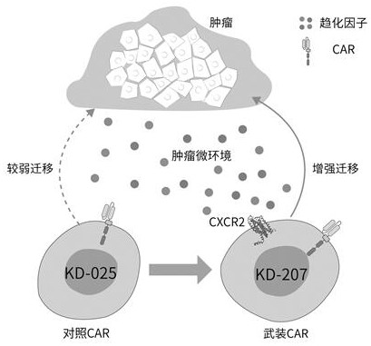 Armed specific chimeric antigen receptor cell targeting cxcr2 ligand and its preparation method and application