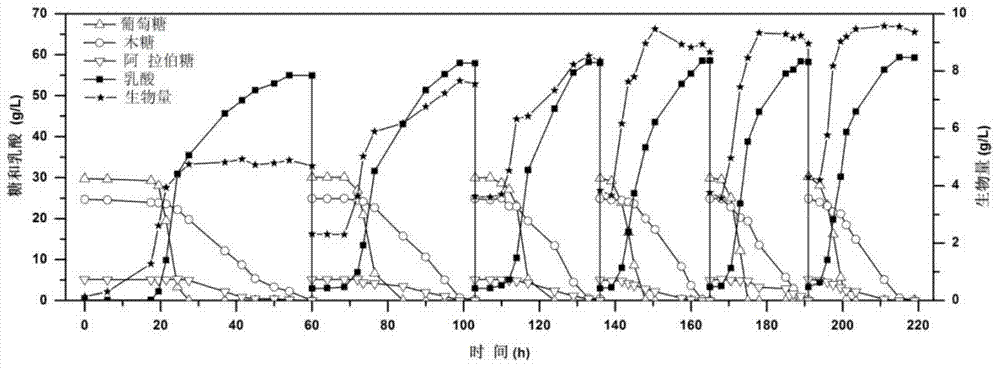 Method for producing lactic acid through continuously fermenting batches of lignocellulose hydrolysate by coupling fermenting and membrane separation