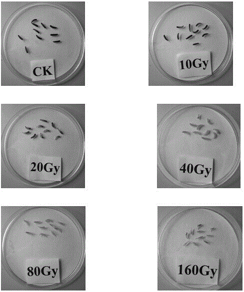 A technical method for identifying whether Bactrocera dorsalis is irradiated or not