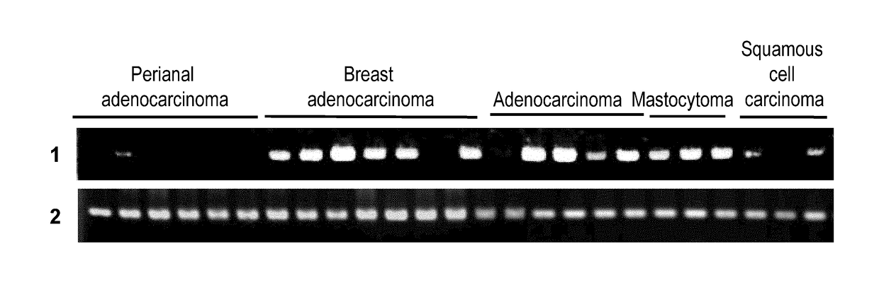 Pharmaceutical composition for treating and/or preventing cancer