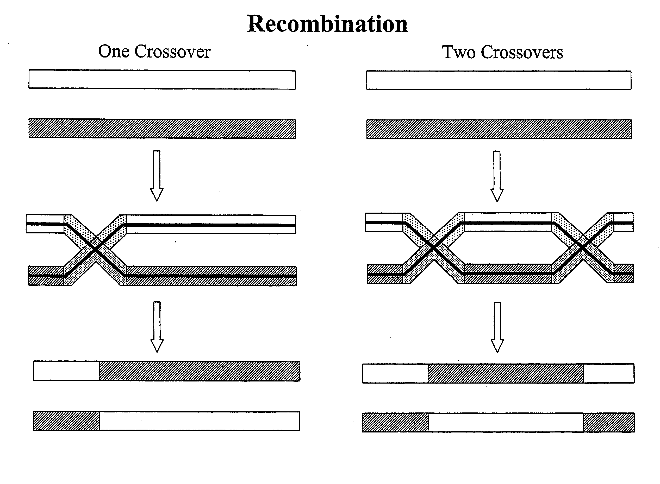 Copy choice recombination and uses thereof