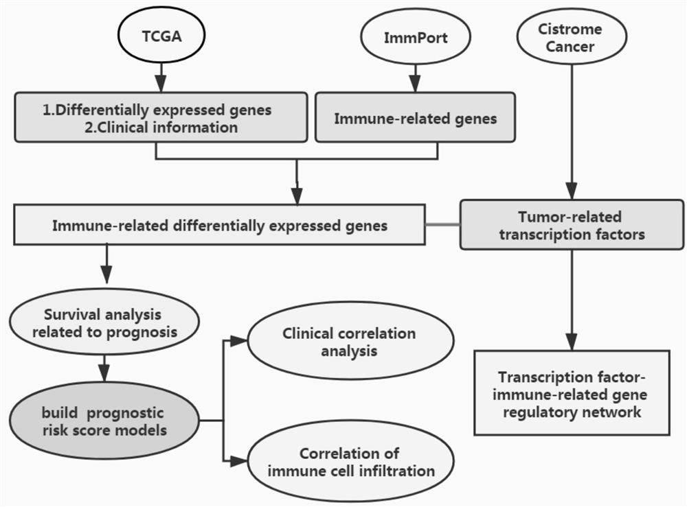 Application of group of immune-related molecular markers identified based on TCGA database in prognosis prediction of esophageal cancer