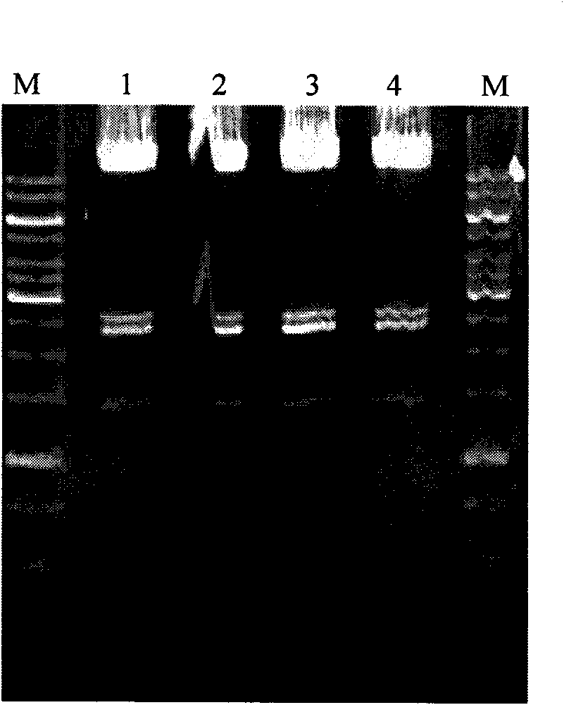 Recombinant adenovirus carrier and application thereof