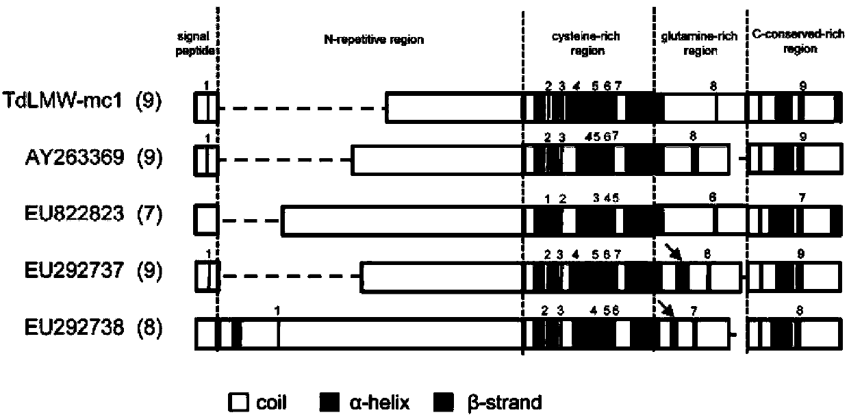 Low molecular weight glutenin subunit gene of triticum turgidum ssp.dicoccum, and protein encoded by the same