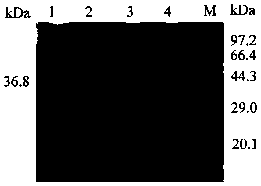 A kind of L-lactate dehydrogenase mutant with improved catalytic efficiency and its construction method