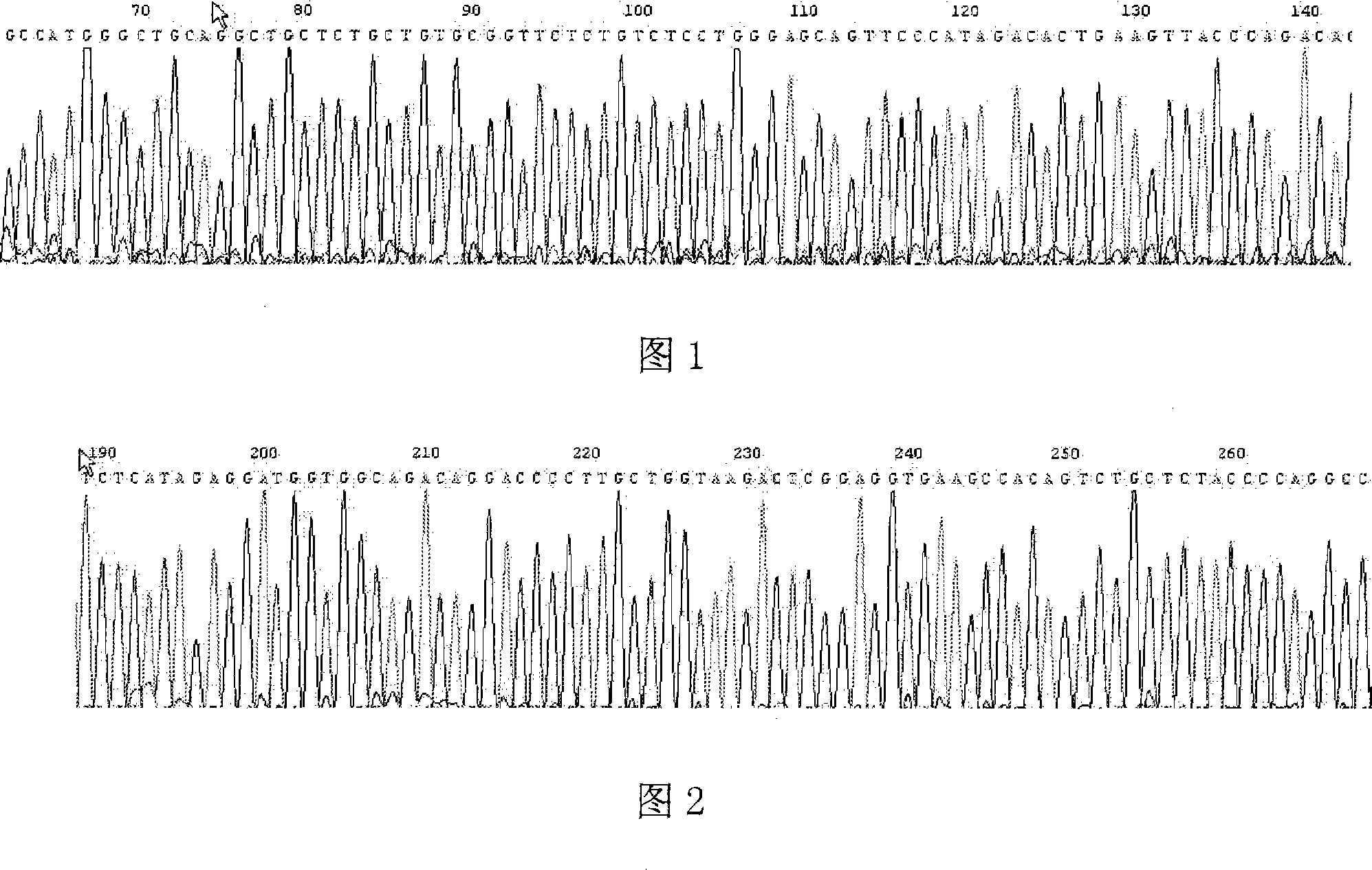 Human TCRVbeta7.1_H3F7 gene and its screening method and application