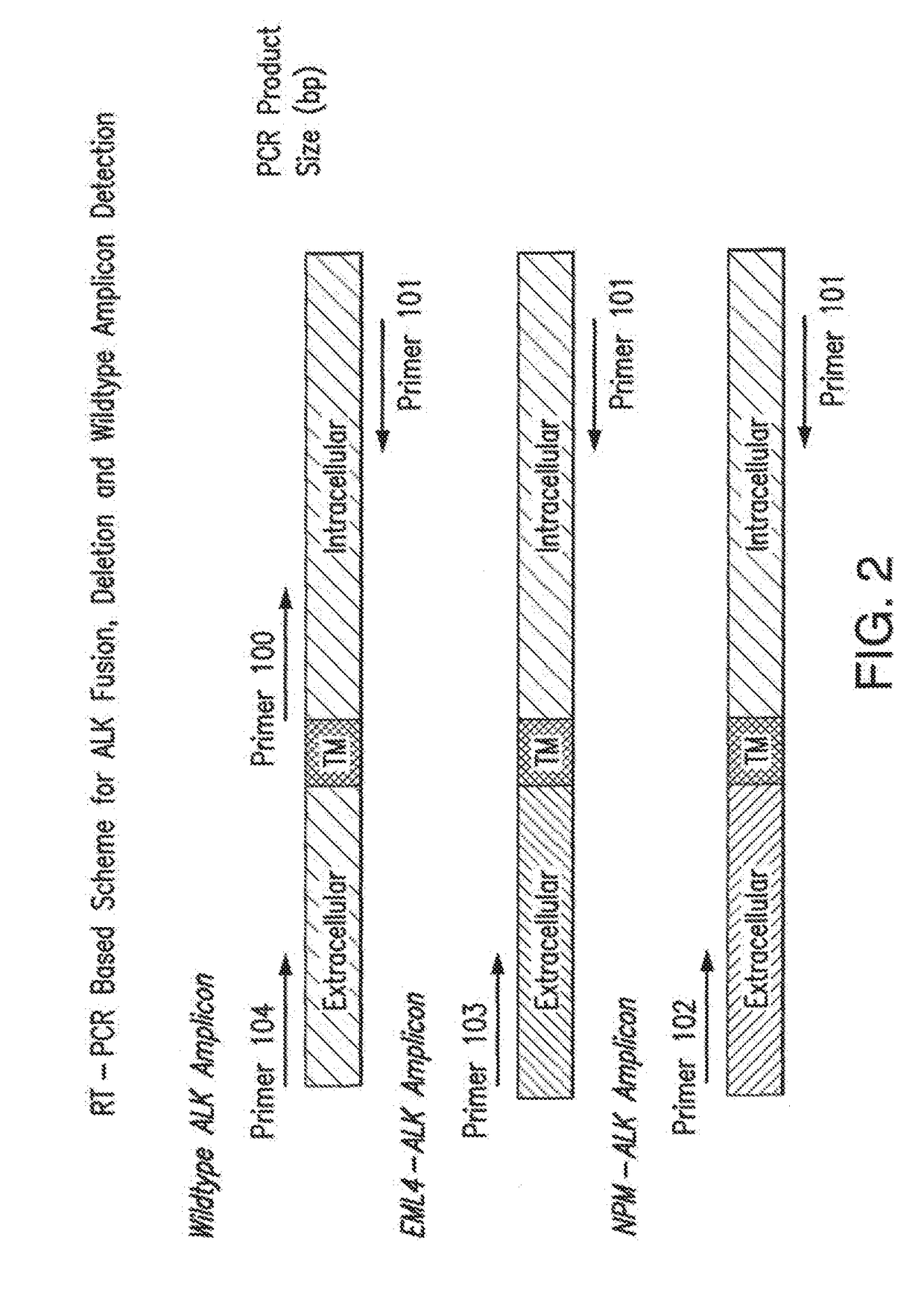 Methods and compositions relating to fusions of alk for diagnosing and treating cancer