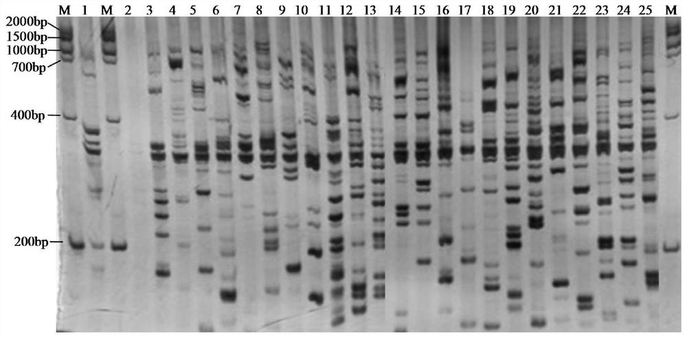 A method of analyzing Tsaoguo genetic diversity using issr reaction system